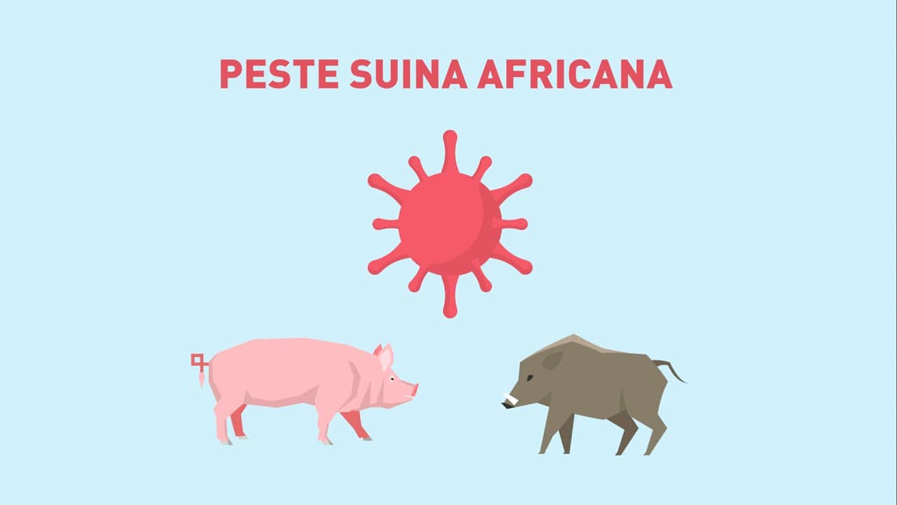 Peste Suina Africana: informazioni utili